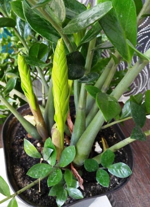 Пересадка долларового дерева по лунному календарю. Как за 3 года вырастить огромное долларовое дерево.