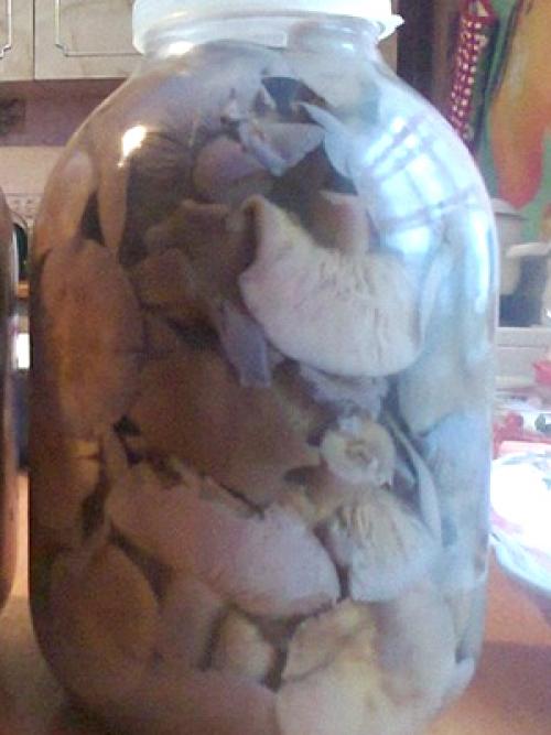 Рядовка лиловоногая, как готовить. Рядовка лиловоногая рецепты приготовления