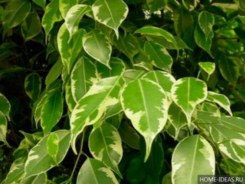 Паспорт комнатного растения фикус. Паспорт комнатных растений в детском саду 34