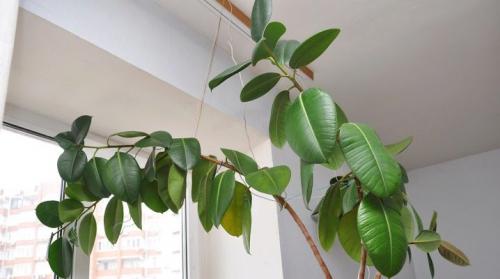 Фикус размножение. Как размножить фикус?