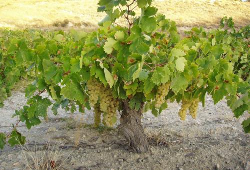 Сорта винограда для вина. ТОП-10 лучших в мире сортов винограда для виноделия.