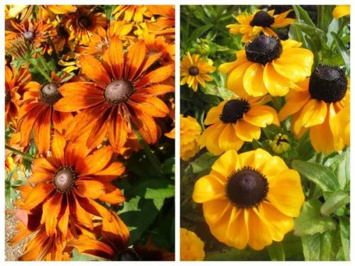 Рудбекия тото. Чистое золото! Рудбекии в вашем саду
