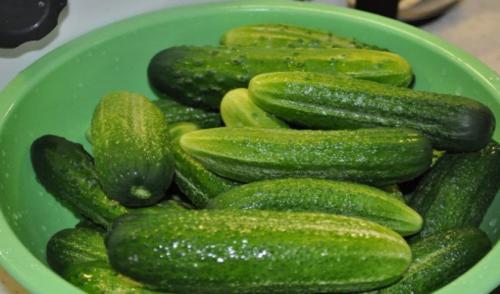 Как большие огурцы мариновать на зиму. Как замариновать большие огурцы на зиму