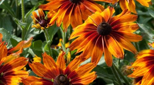 Рудбекия волосистая Rudbeckia hirta