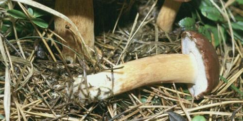 Чем отличается Польский гриб от маховика. Польский гриб и его фото