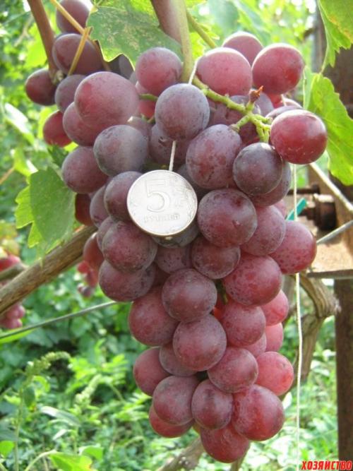 Виноград тысячник Молдавии. Отличные сорта винограда из Молдавии