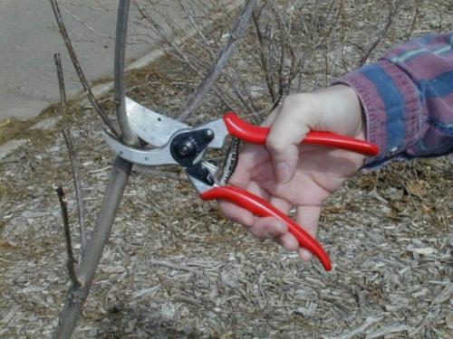 Как закрыть саженцы груши на зиму. Подготовка груши к зиме