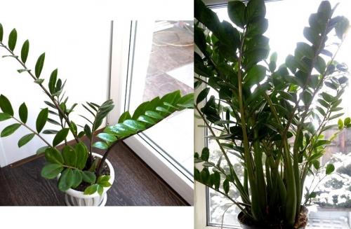 Пересадка долларового дерева по лунному календарю. Как за 3 года вырастить огромное долларовое дерево.