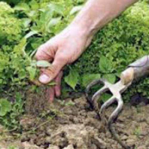 Огородный сорняк. Сорняки в огороде на даче с фото и названиями