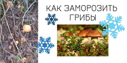 Можно заморозить грибы без варки. Как заморозить грибы на зиму.