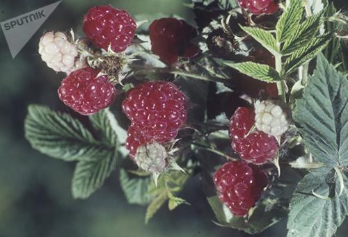 Нужно ли обрезать малину при посадке осенью. Как обрезать и пересадить