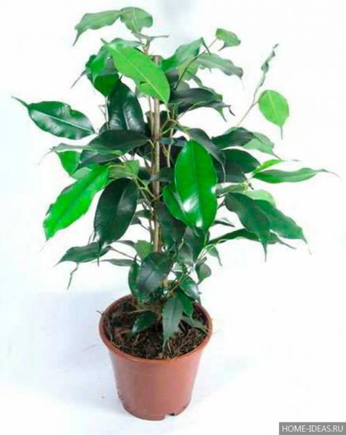 Паспорт комнатного растения фикус. Паспорт комнатных растений в детском саду 37