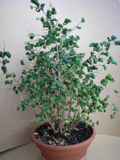 Фикус описание для детей. Фикус бенджамина описание для детей