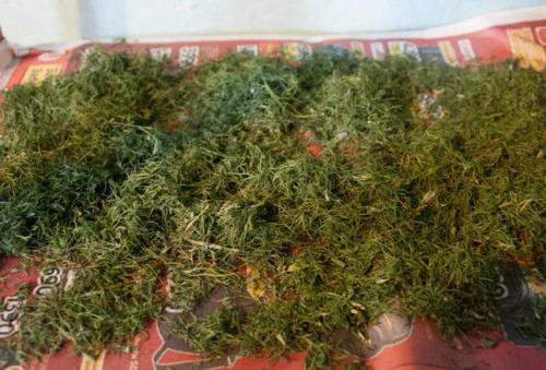 Как сохранить укроп на зиму. Сушка укропа.