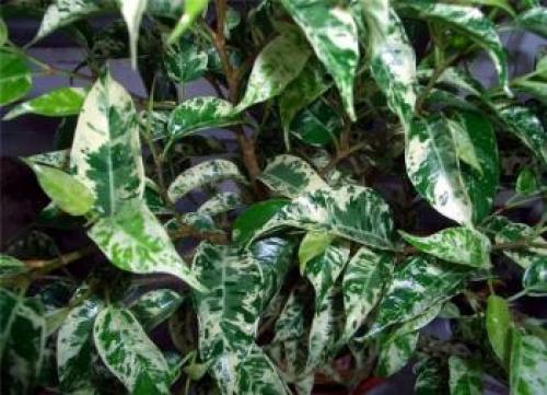 Фикус описание для детей. Фикус бенджамина описание для детей