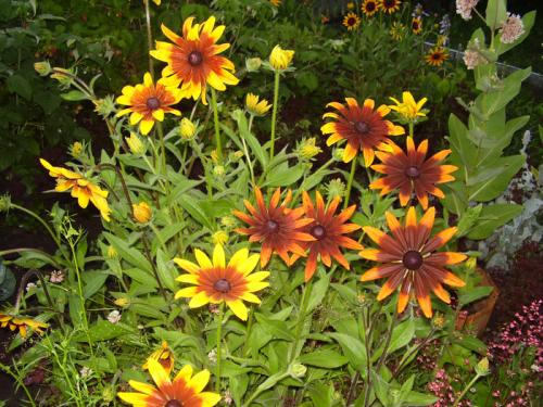 Рудбекия черри бренди фото