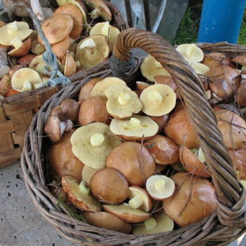 Как заморозить грибы маслята. Морозят ли маслята на зиму и как это делать