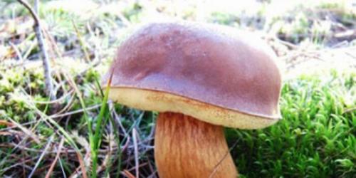 Чем отличается Польский гриб от маховика. Польский гриб и его фото