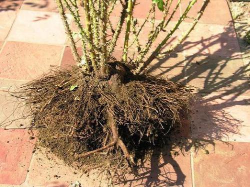 Весенняя пересадка роз. Как правильно пересадить розы на другое место