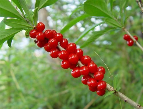 Луговые ядовитые грибы. Рейтинг ядовитых грибов России. Грибникам на заметку 15
