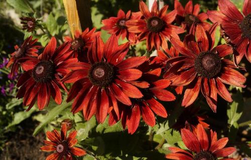 Рудбекия черри бренди фото