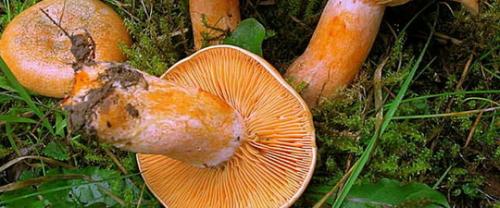 Как выглядит гриб серушка. Гладыш и серушка. Грибы, которые часто путают. Кто из них путик и путник, а кто подольшанка. 09