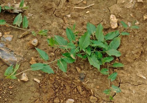 Как бороться с вьюном на картофельном поле. Общая характеристика растения 02