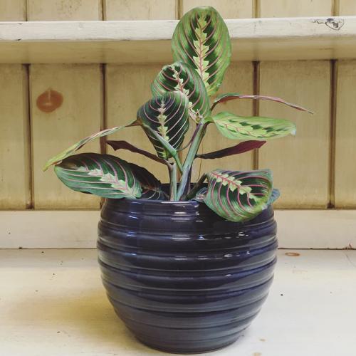 Маранта цветок ядовитый. Виды маранты