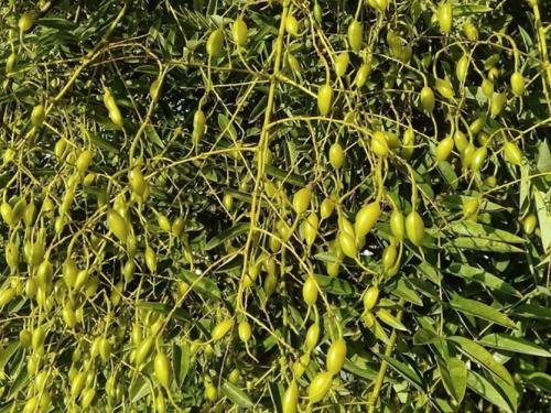 Японская акация. Софора японская - нектар чистый мёд!