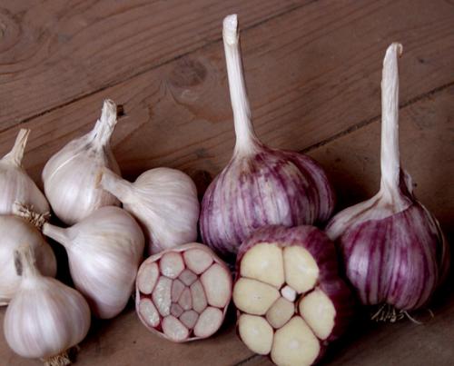 Сажаем чеснок головками. Как чеснок головками сажать и прекрасный урожай получать