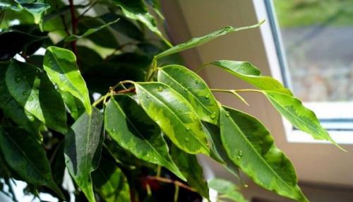 Характеристика растения фикус. Фикус каучуконосный 07