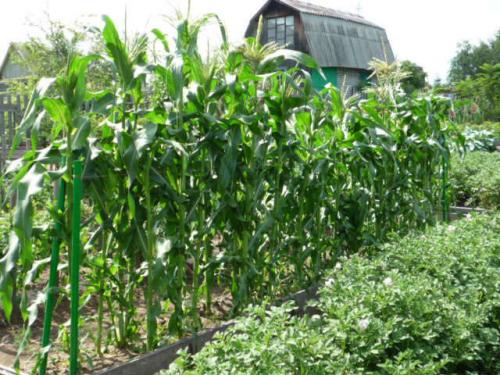 Как законсервировать кукурузу в початках. Консервированная кукуруза в початках на зиму 09