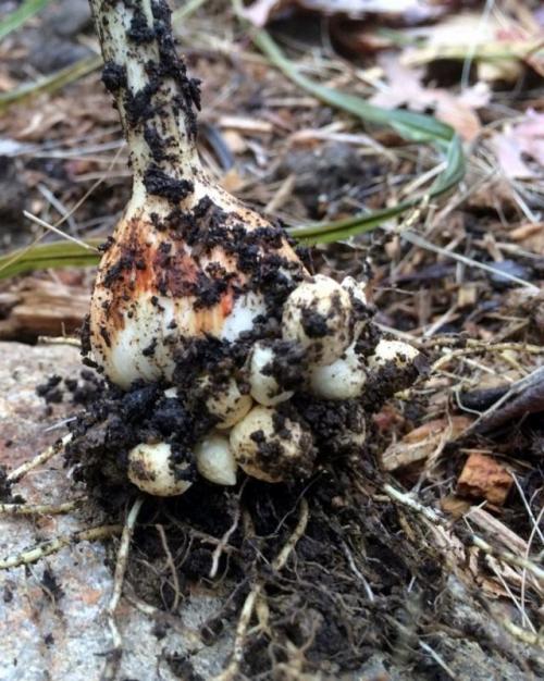 Как хранить гладиолусы. Когда выкапывать клубнелуковицы и где хранить посадочный материал?