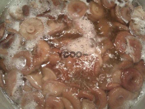 Как засолить волжанки горячим способом. Засолка волнушек горячим способом 09