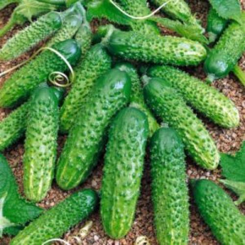 Мелкие маринованные огурчики, как называются. Маленькие огурчики, как называются