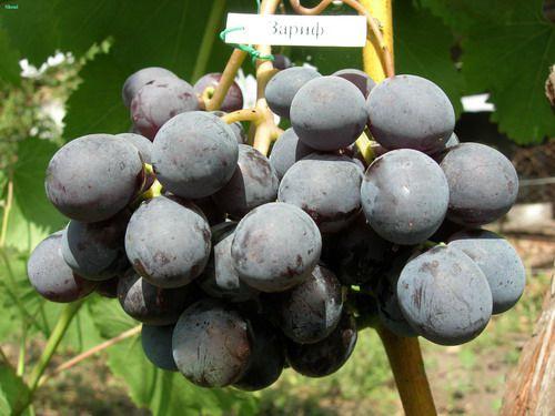 Посадка винограда в Самарской области. Северная лоза. Как в Самарской области выращивают виноград 02