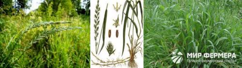 Огородный сорняк. Сорняки в огороде на даче с фото и названиями