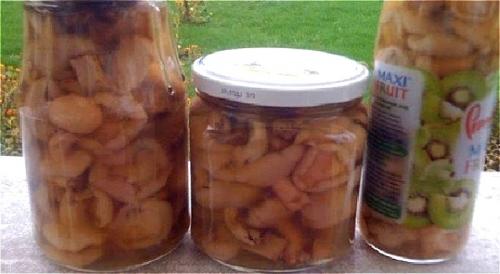Как мариновать грибы маслята. Маринуем жареные маслята на зиму в домашних условиях