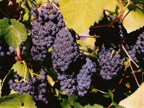 Сорта винограда для вина. ТОП-10 лучших в мире сортов винограда для виноделия.