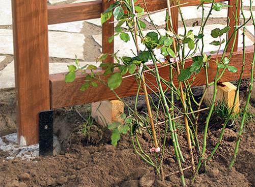 Роза плетистая пересадка осенью. Пересадка плетистой розы осенью 16