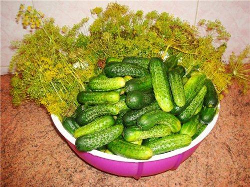 Соленые огурцы рецепт на зиму хрустящие. Как посолить огурцы на зиму — самые простые пошаговые рецепты. Засолка огурцов на 1 литр и 3 литровую банку