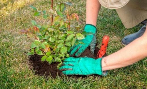 Можно ли пересаживать цветущую розу. Можно ли пересаживать розы летом во время цветения
