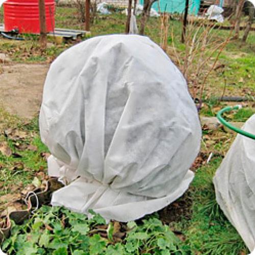 Как укрыть розы на зиму агроволокном. Как укрывать розы на зиму