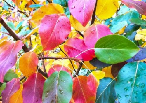 Как закрыть саженцы груши на зиму. Подготовка груши к зиме