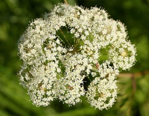 Луговые ядовитые грибы. Рейтинг ядовитых грибов России. Грибникам на заметку 21