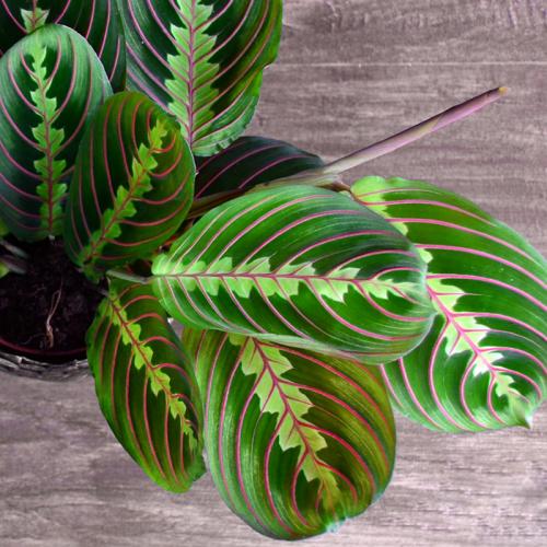 Маранта цветок ядовитый. Виды маранты