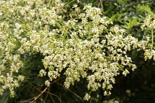 Японская акация. Софора японская - нектар чистый мёд!