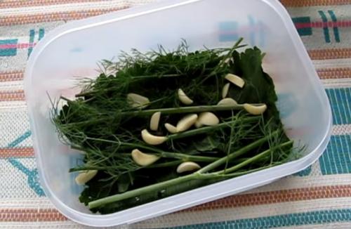 Малосольные переросшие огурцы рецепт. Малосольные огурцы с чесноком и зеленью быстрого приготовления — 6 классических рецептов