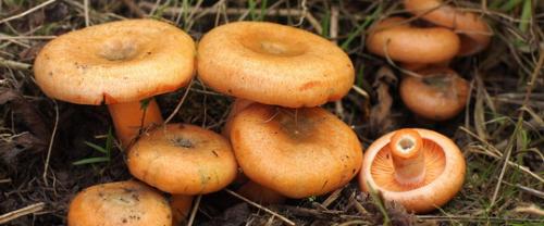 Как выглядит гриб серушка. Гладыш и серушка. Грибы, которые часто путают. Кто из них путик и путник, а кто подольшанка. 07