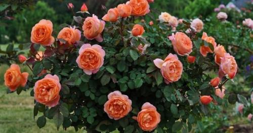 Можно ли пересаживать цветущую розу. Можно ли пересаживать розы летом во время цветения